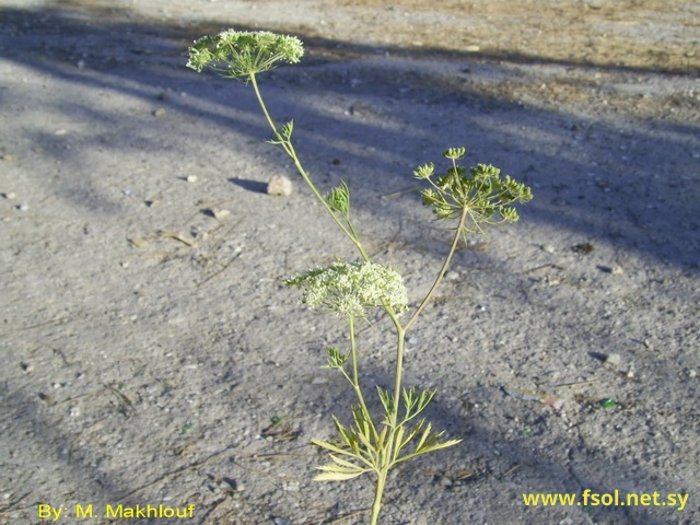 Ammi majus L.