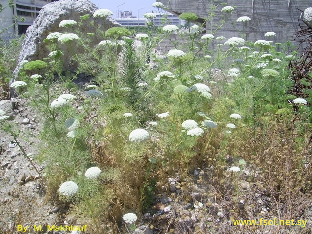 Ammi visnaga (L.) Lam.