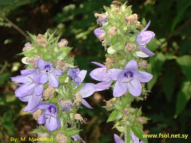 Campanula  peregrina L.