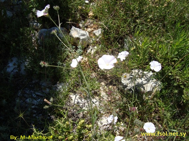 Convolvulus  cantabricus L.