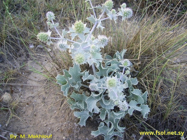 Eryngium maritimum L.