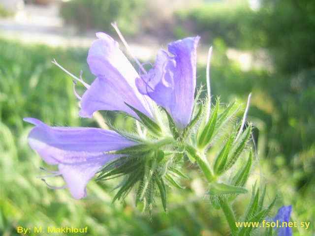 Echium plantagineum L.