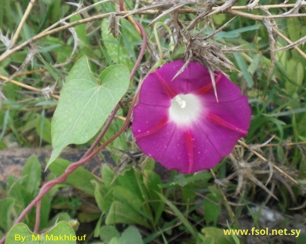 Ipomoea purpurea (L.) Roth