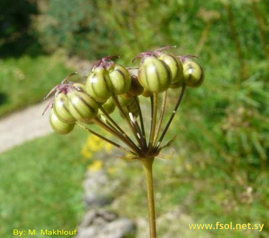 Physospermum cornubiense (L.) DC.