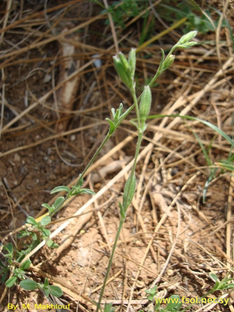 Silene apetala Willd.