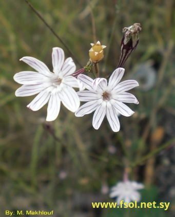 Silene reinwardtii Roth.