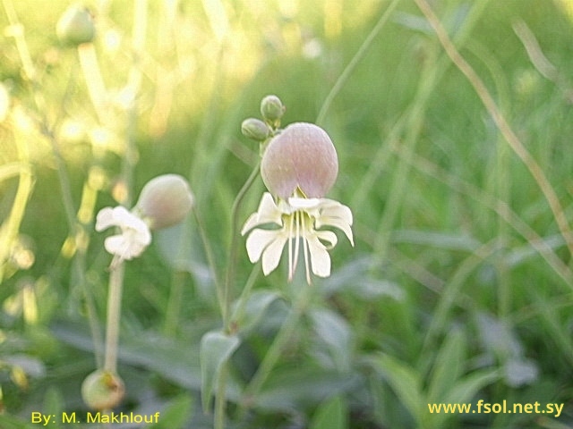 Silene vulgaris (Moench.) Garcke.
