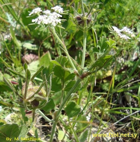 Tordylium syriacum L.