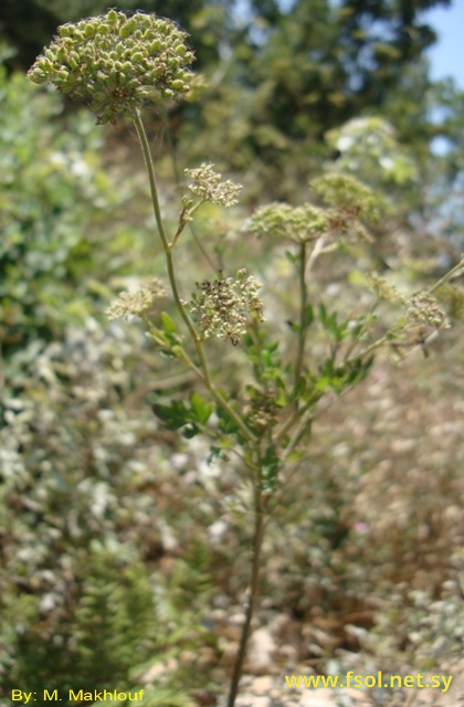 Cnidium orientale Boiss.