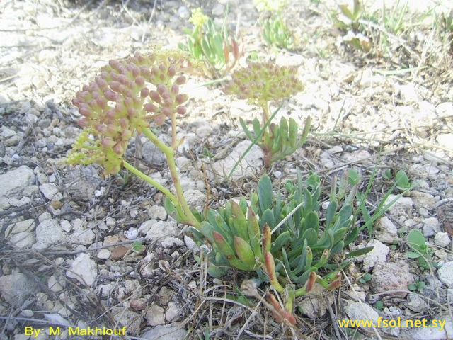 Crithmum maritimum L.