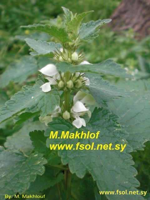 Lamium album L.