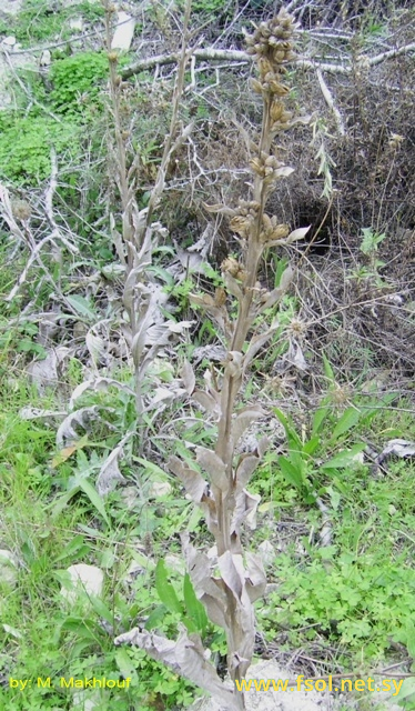 Centaurea babylonica (L.) L. 