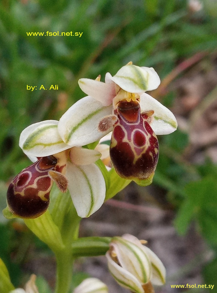 Ophrys umbilicata Desf.
