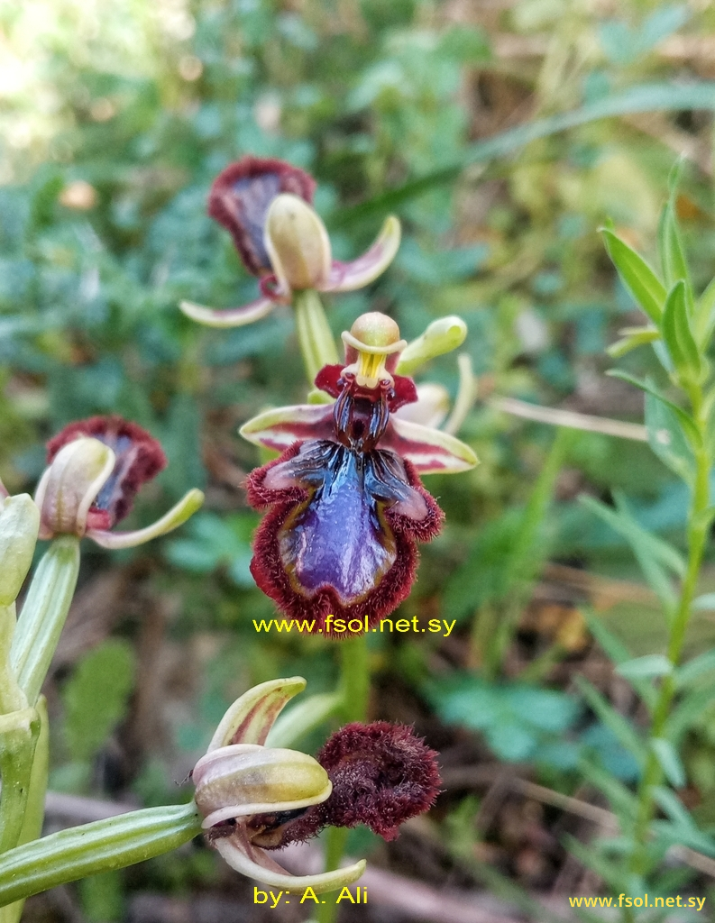 Ophrys speculum Link.