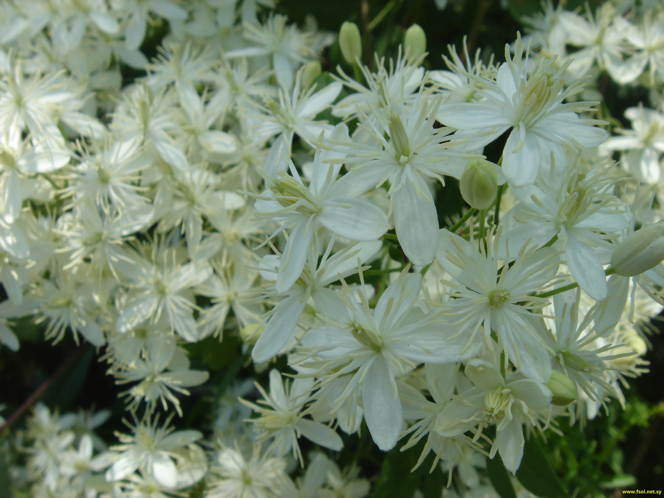 Clematis flammula  L