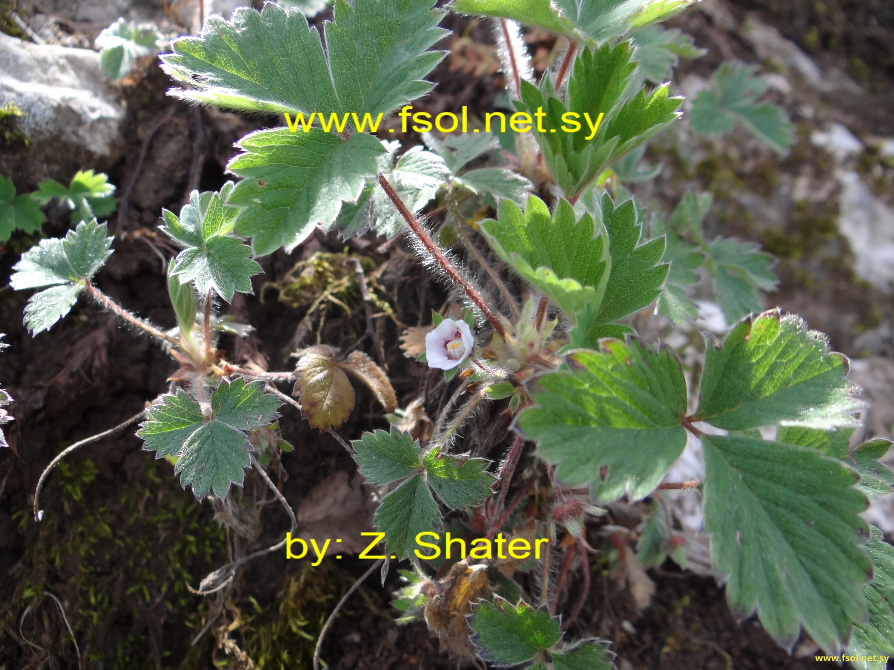 Fragaria vesca L.