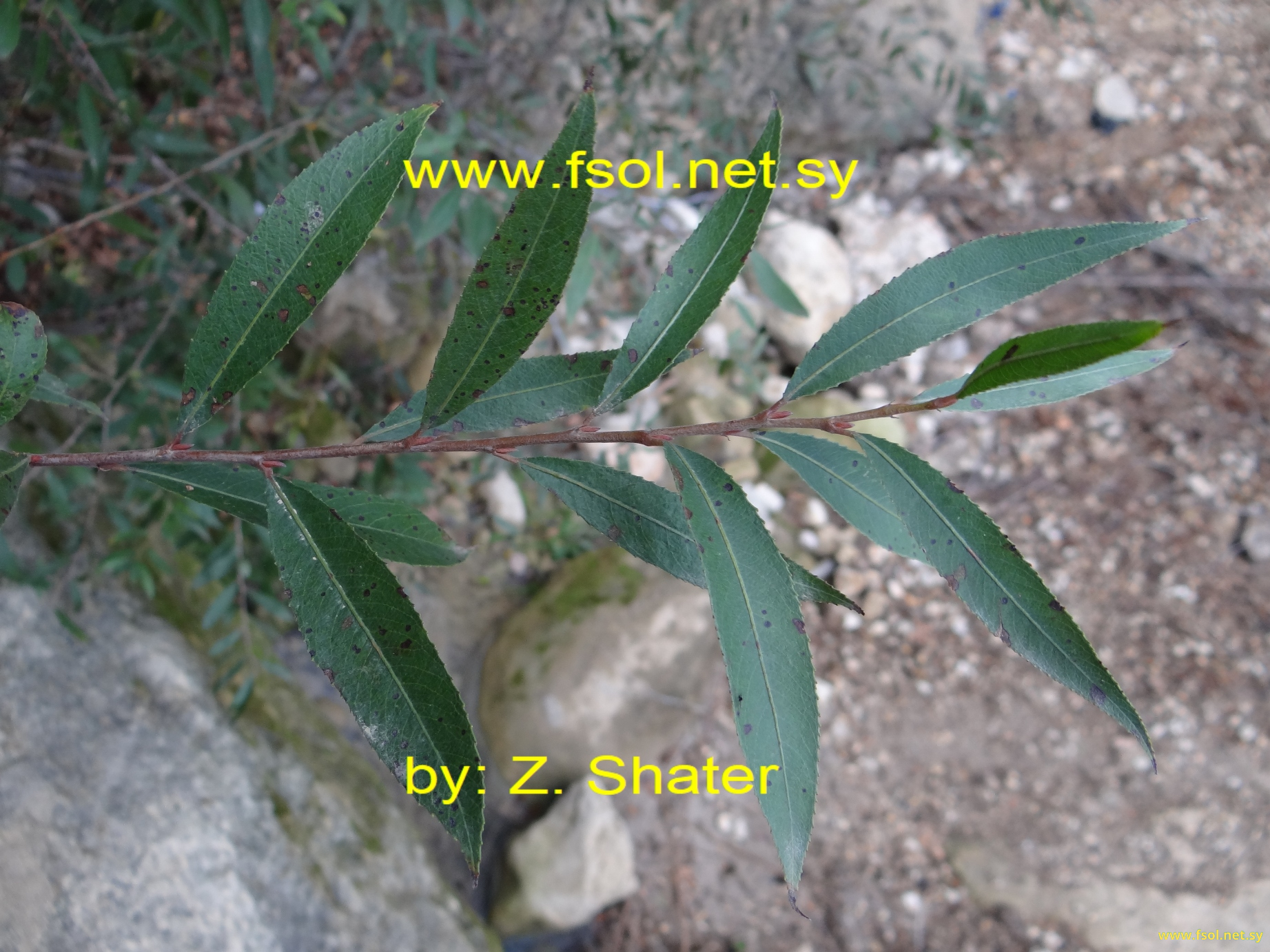 Salix alba  L