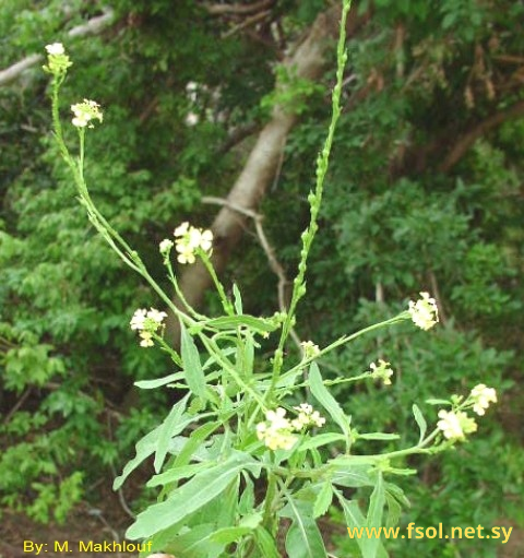 Rapistrum rugosum (L.) All.