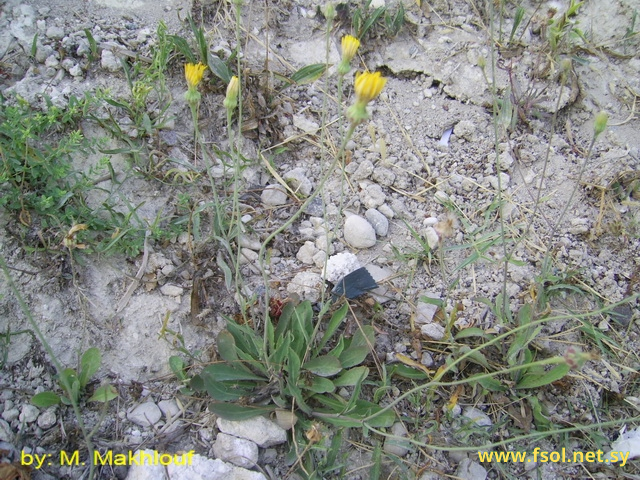 Reichardia picroides (L.) Roth.