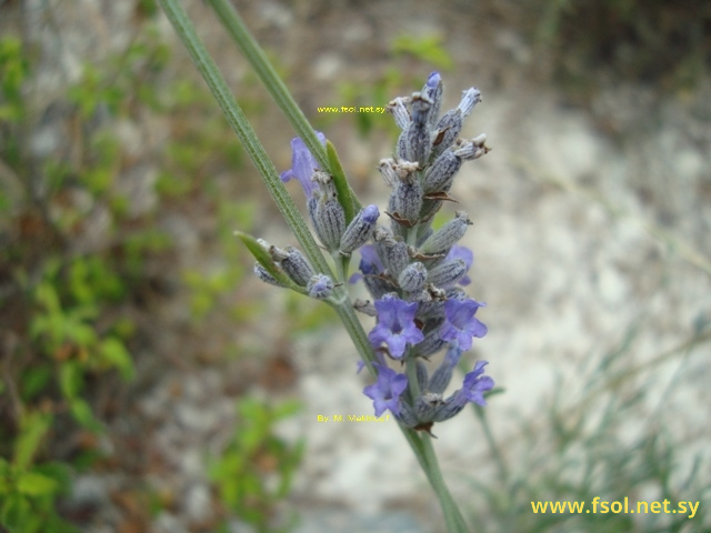 Lavandula angustifolia Mill.