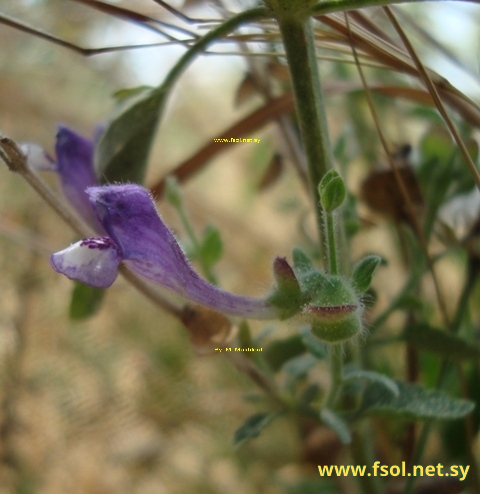 Scutellaria brevibracteata Stapf.