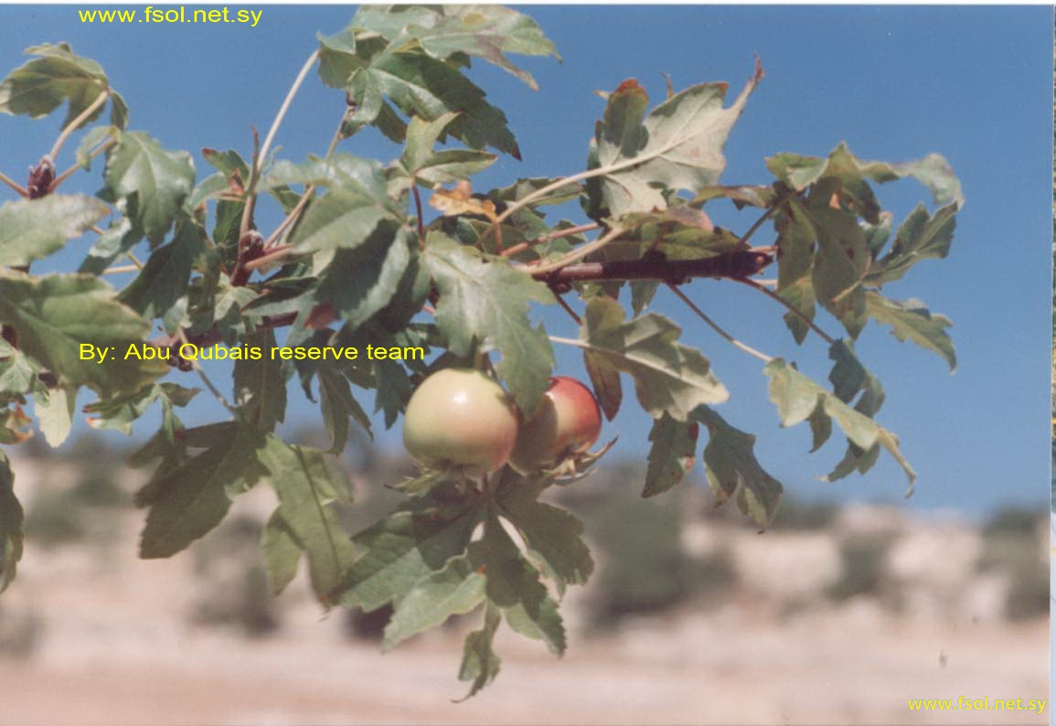 Malus trilobata C.K. Schneider