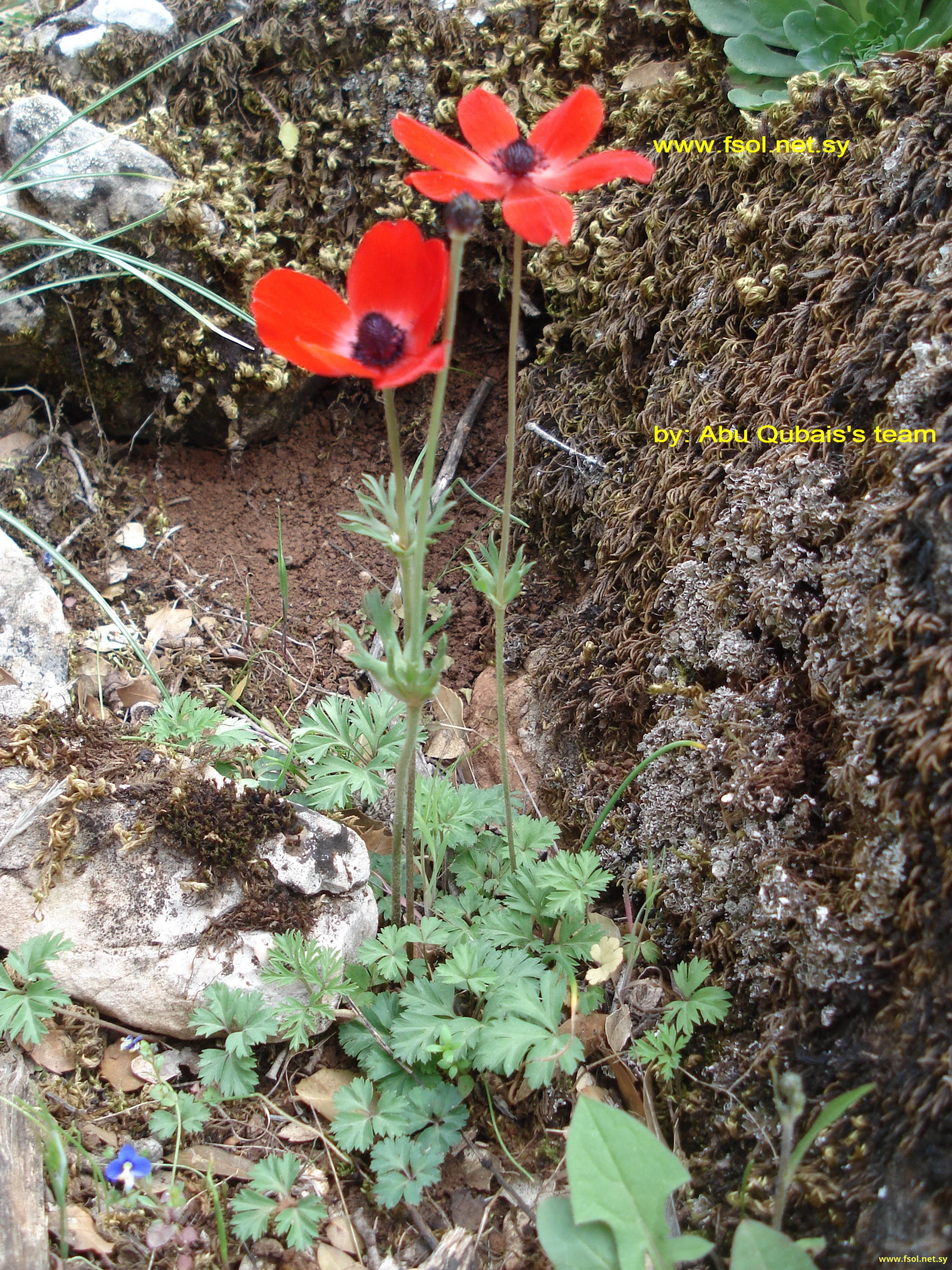 Anemone coronaria L.
