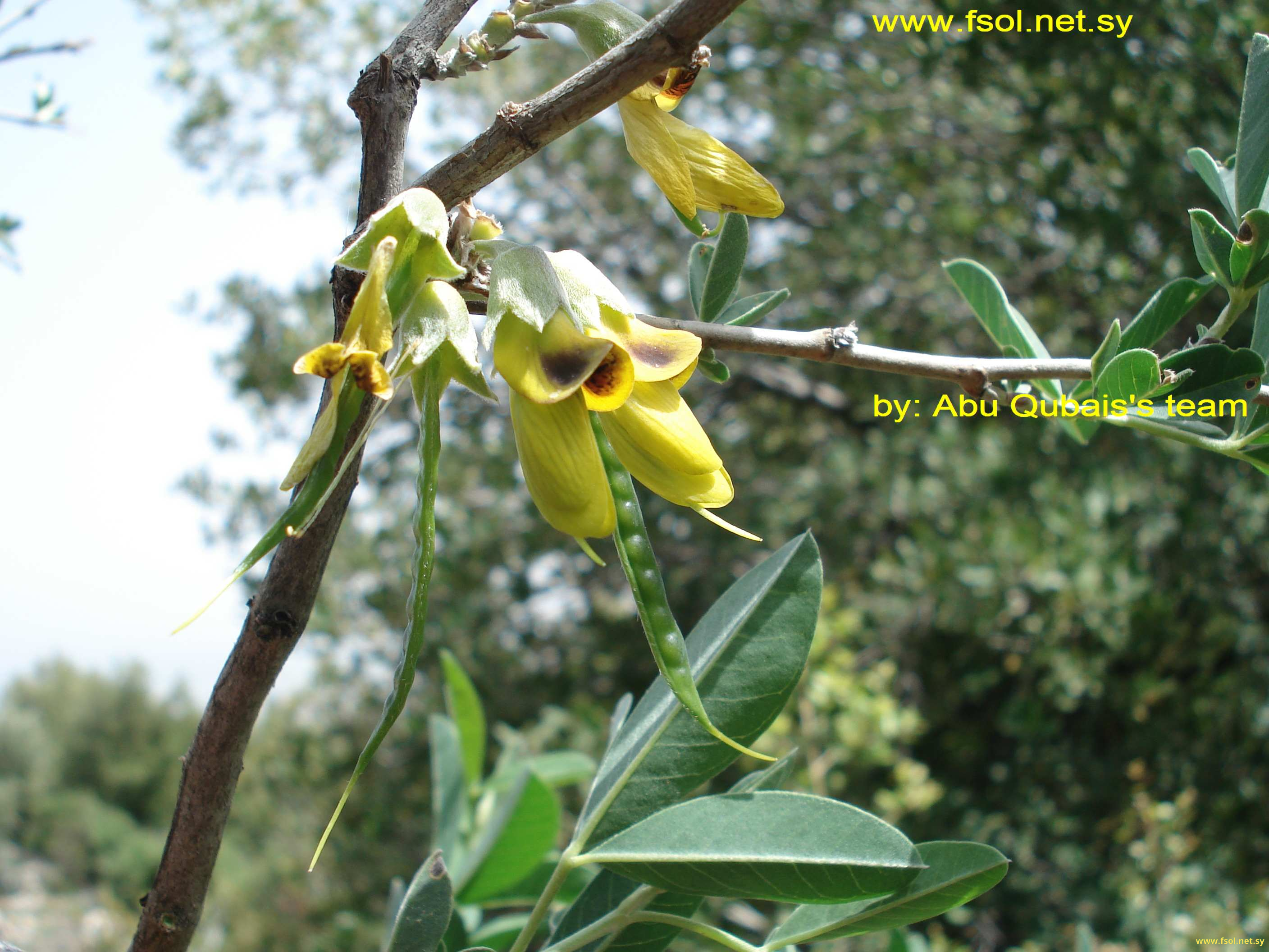 Anagyris foetida L.