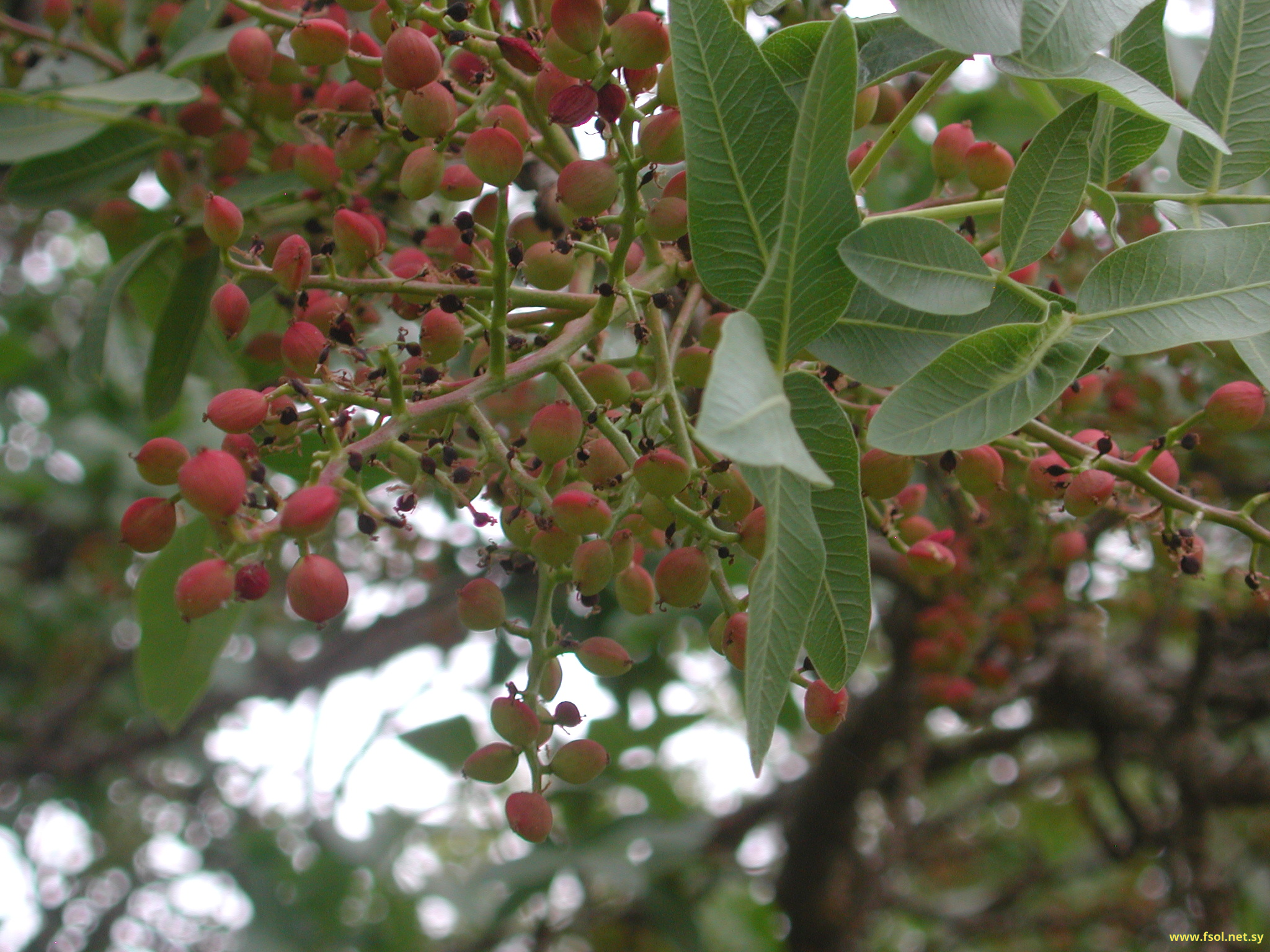 Pistacia mutica Fisch. et Mey