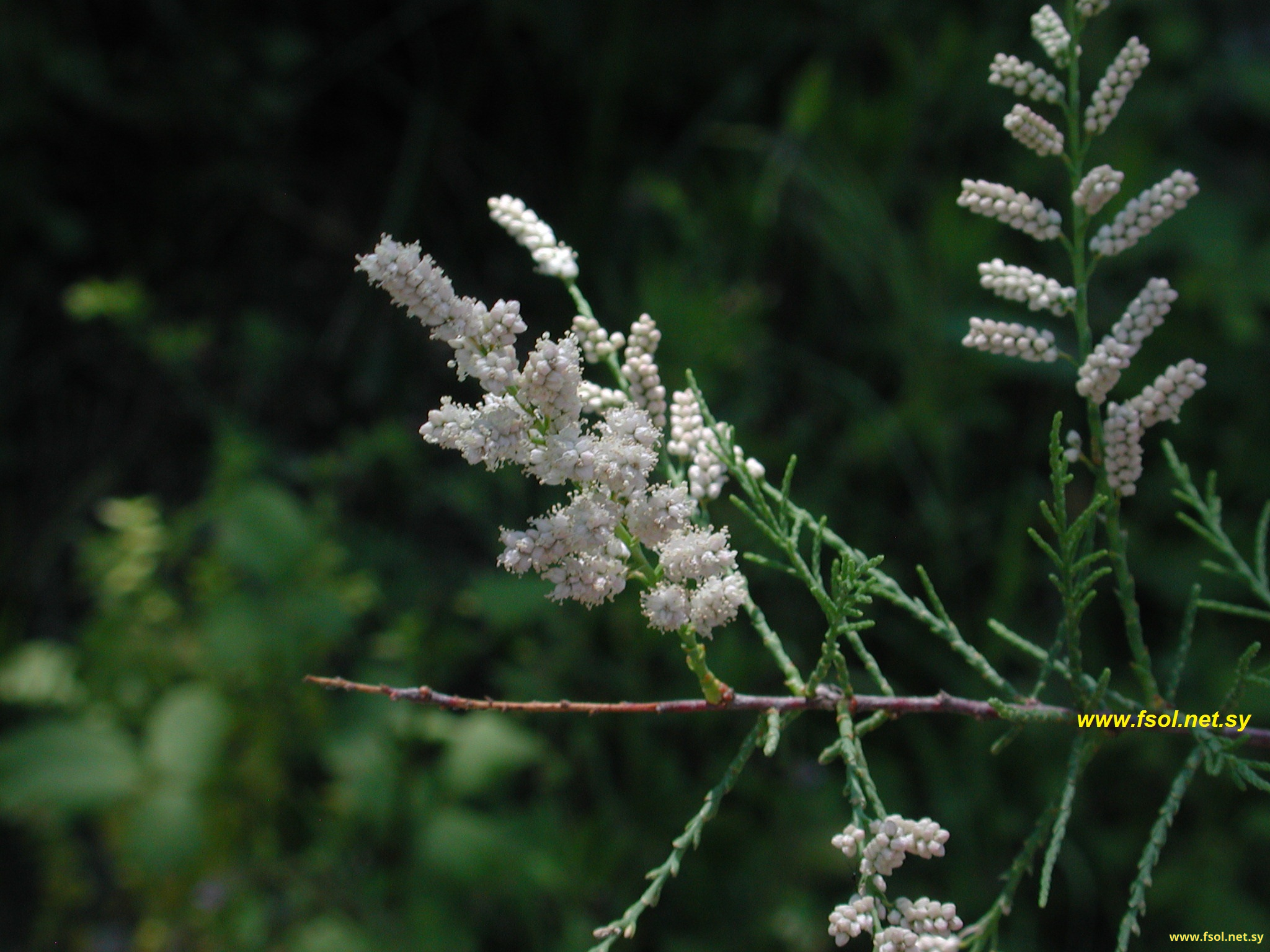 Tamarix gallica L.
