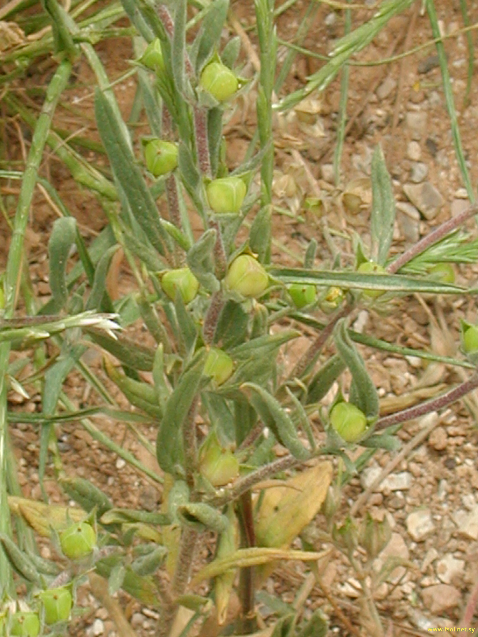 Helianthemum salicifolium (L.) Mill
