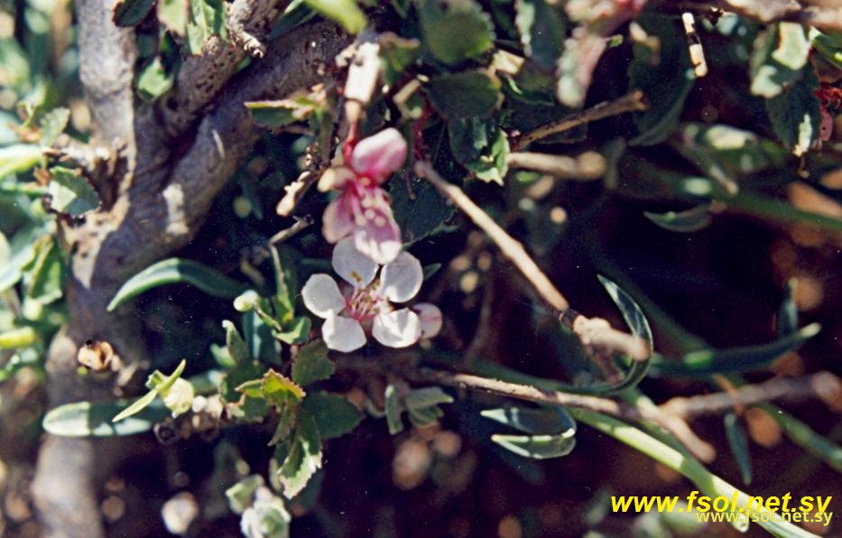 Prunus microcarpa (C.A.Mey.) Koch.