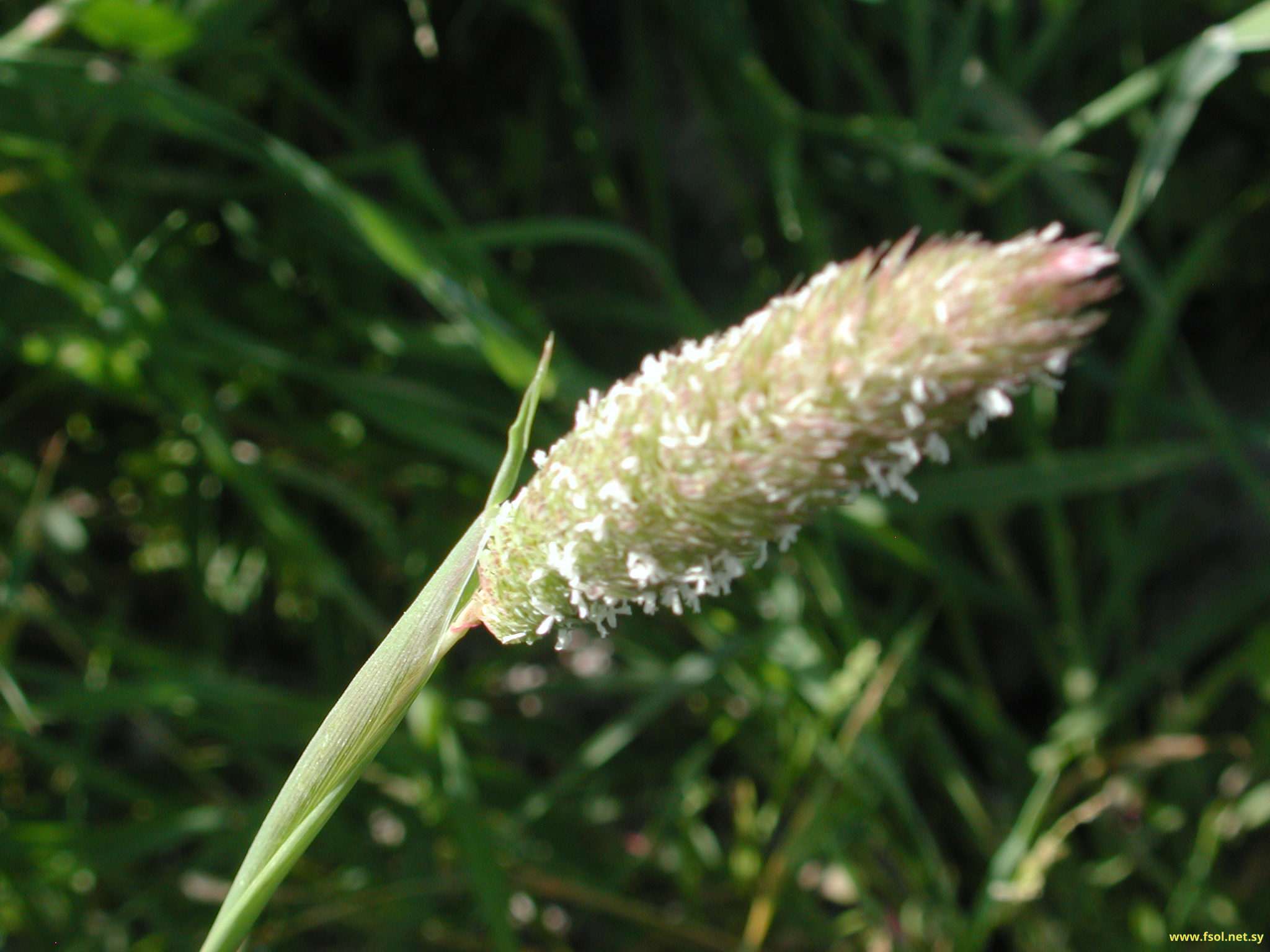 Phalaris paradoxa L.