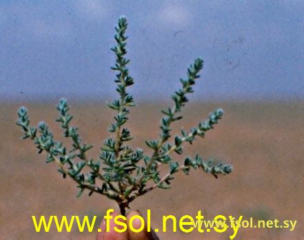 Salsola volkensii Asch.