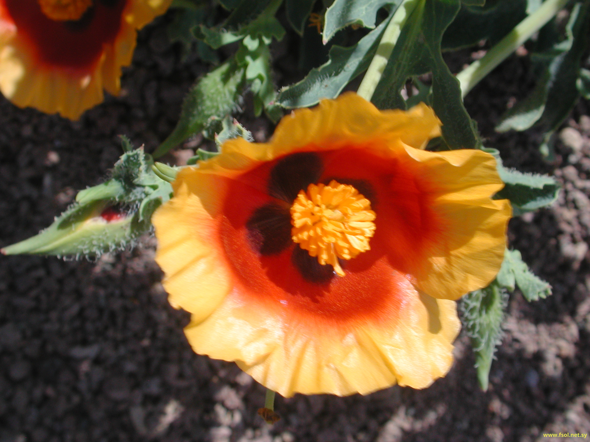 Glaucium leiocarpum Boiss.