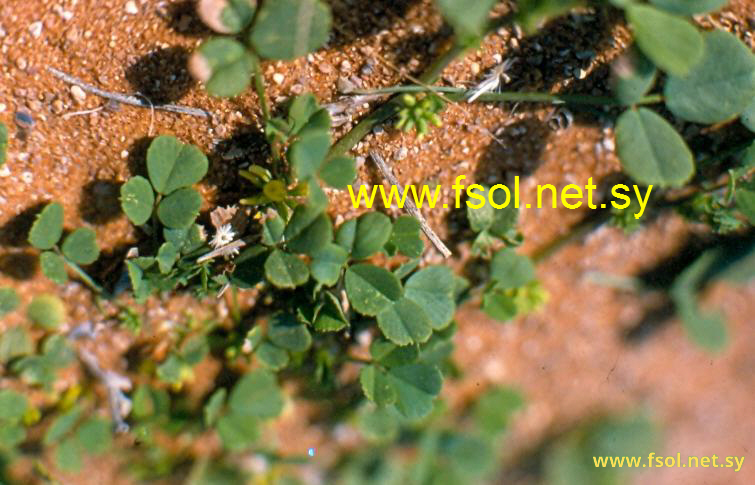 Trigonella stellata Forsk.