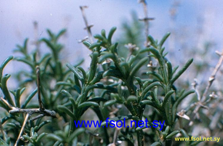 Anabasis setifera Moq.