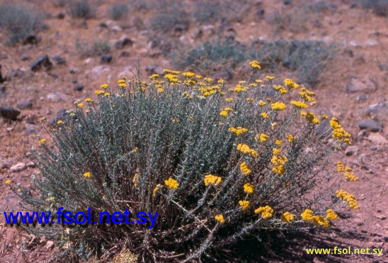 Achillea falcata L.