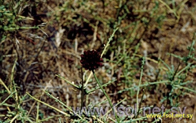 Allium ampeloprasum L.