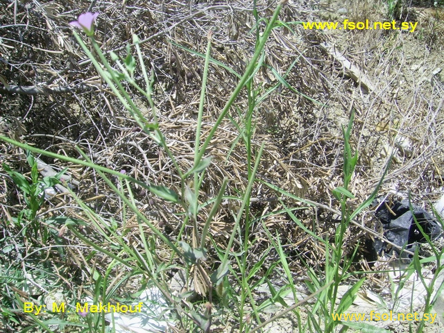 Epilobium tetragonum L.