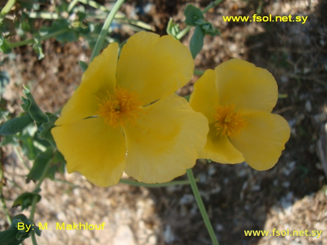 Glaucium flavum Crantz.
