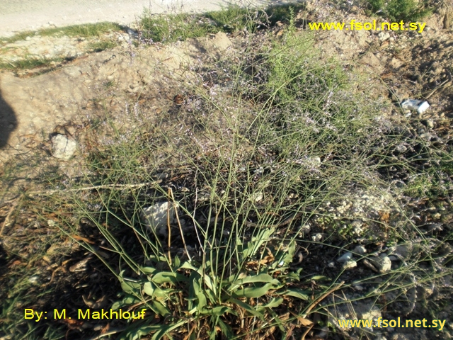 Limonium angustifolium (Tausch.) Degen.