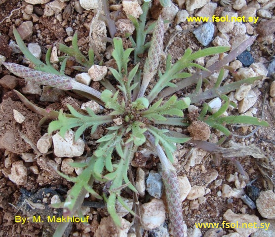 Plantago coronopus L.