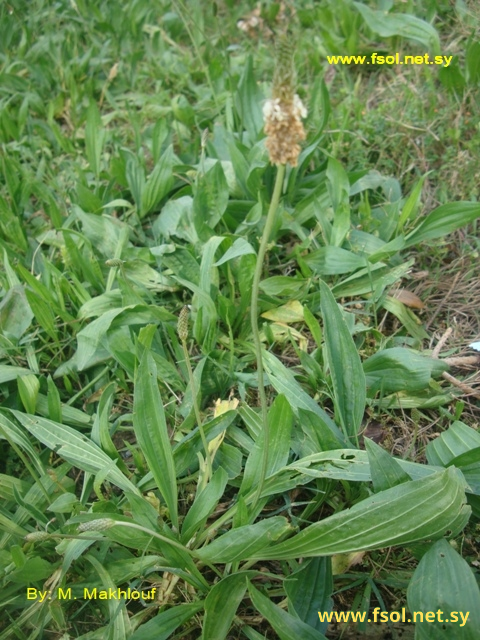 Plantago lanceolata L