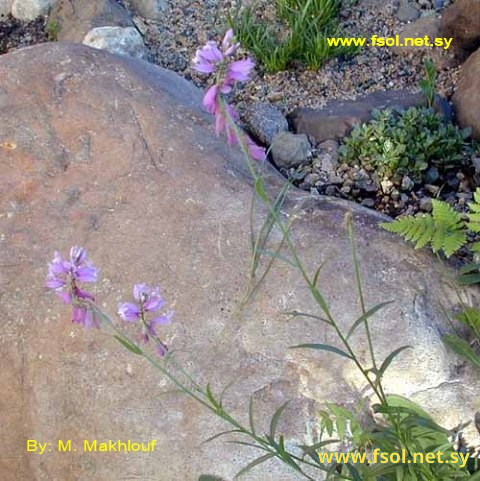 Polygala anatolica Boiss.