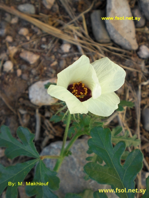 Hibiscus trionum L.