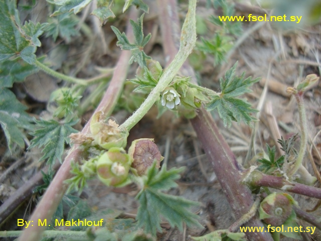 Malva oxyloba Boiss.