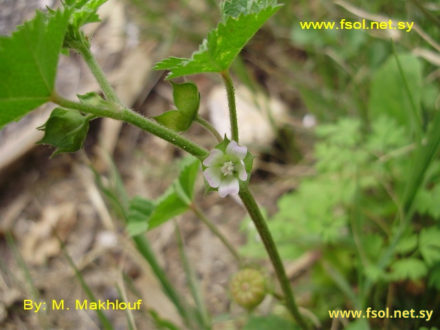 Malva parviflora L.