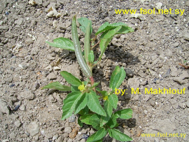 Corchorus olitorius L