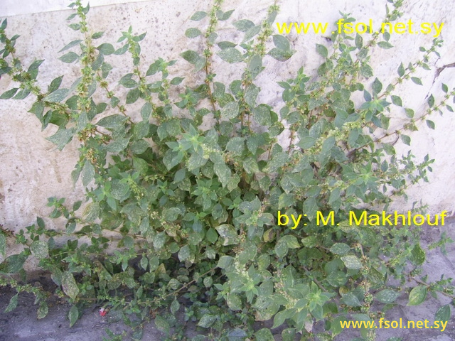 Parietaria judaica  L